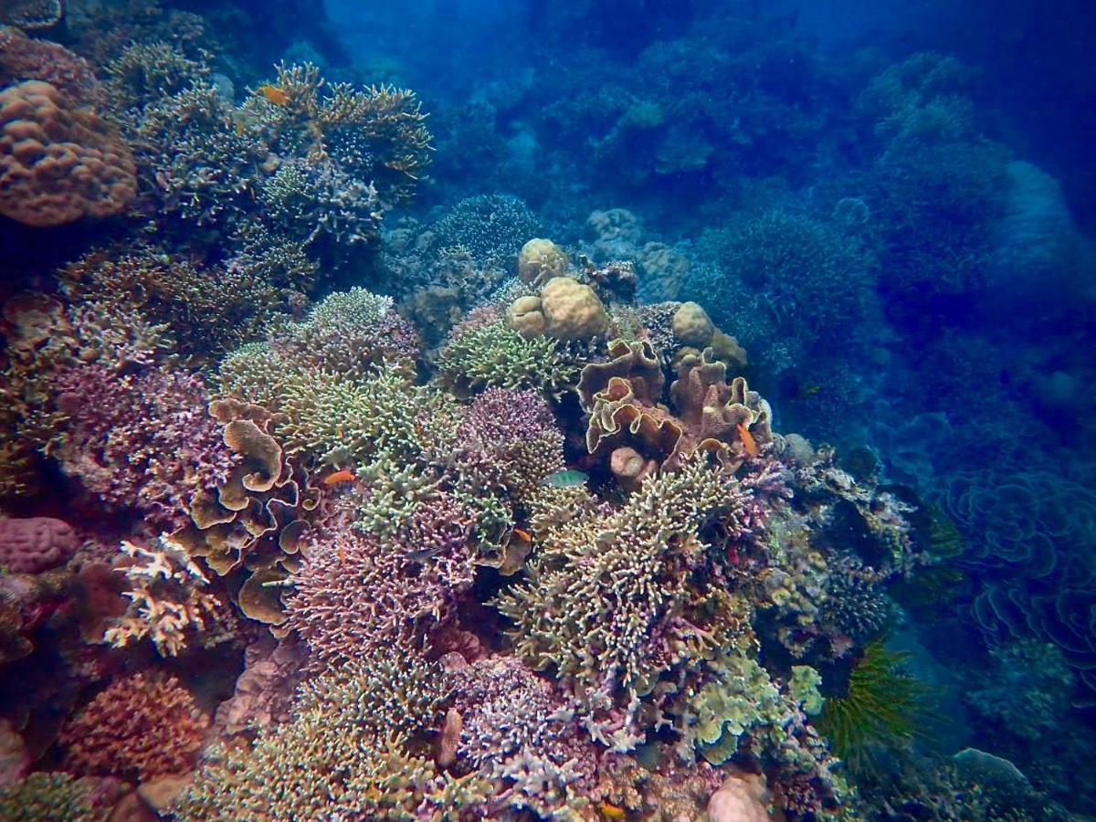Alegria Dive Resort Esterno foto